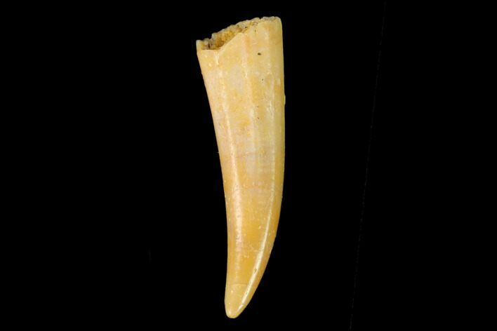 Fossil Fish Fang (Aidachar) - Kem Kem Beds, Morocco #159133